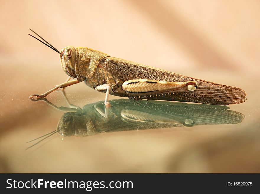 Grasshopper on the glass, horizontal picture.