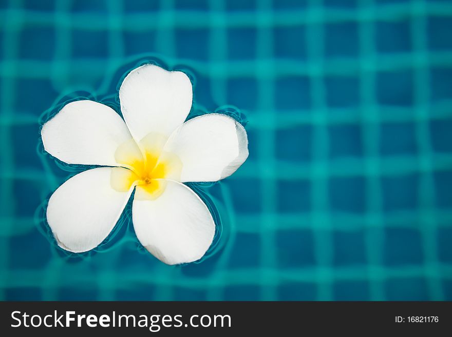 The beautiful flower name is the Plumeria. The beautiful flower name is the Plumeria