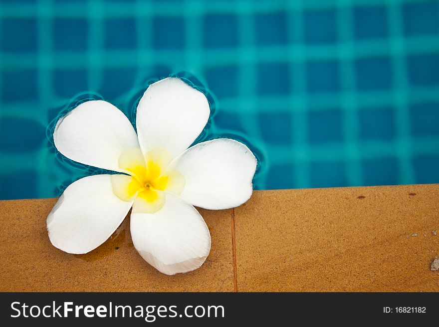 The beautiful flower name is the Plumeria. The beautiful flower name is the Plumeria