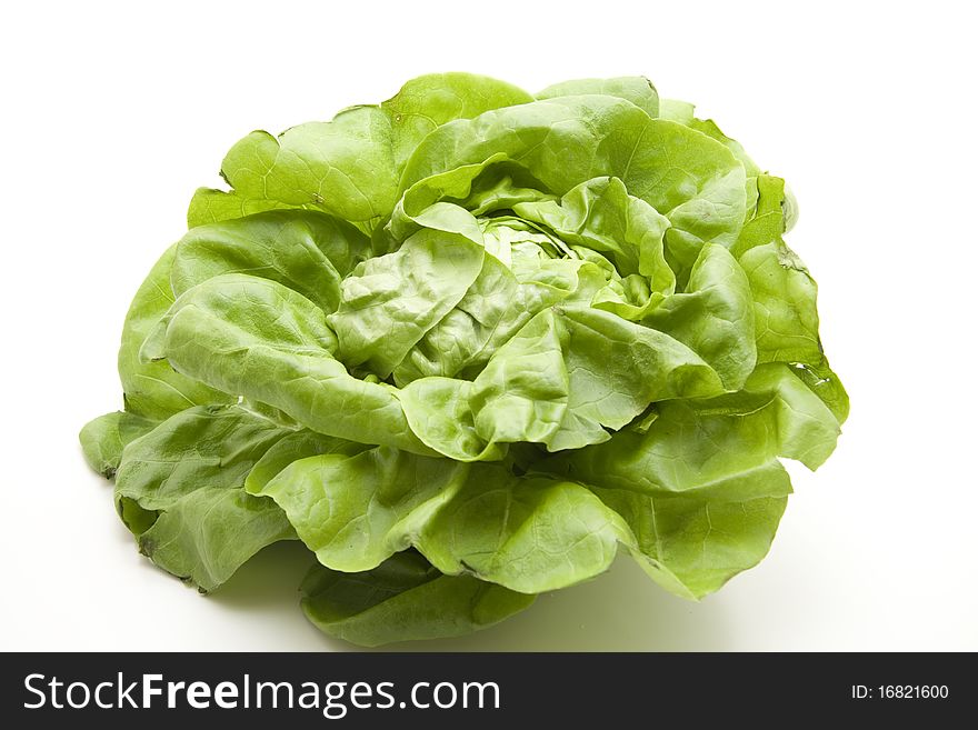 Head lettuce fresh from the garden