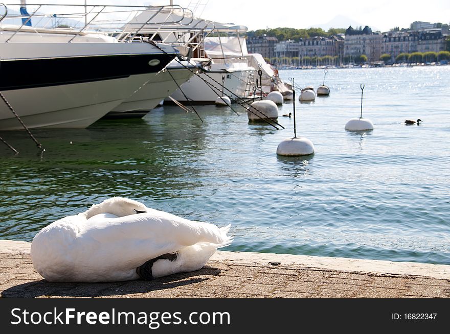 Sleeping swan on landing stage among yachts against Geneva