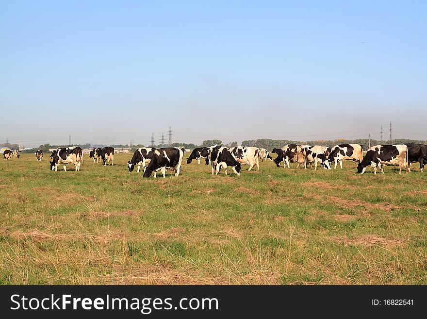 Cows On Pasture