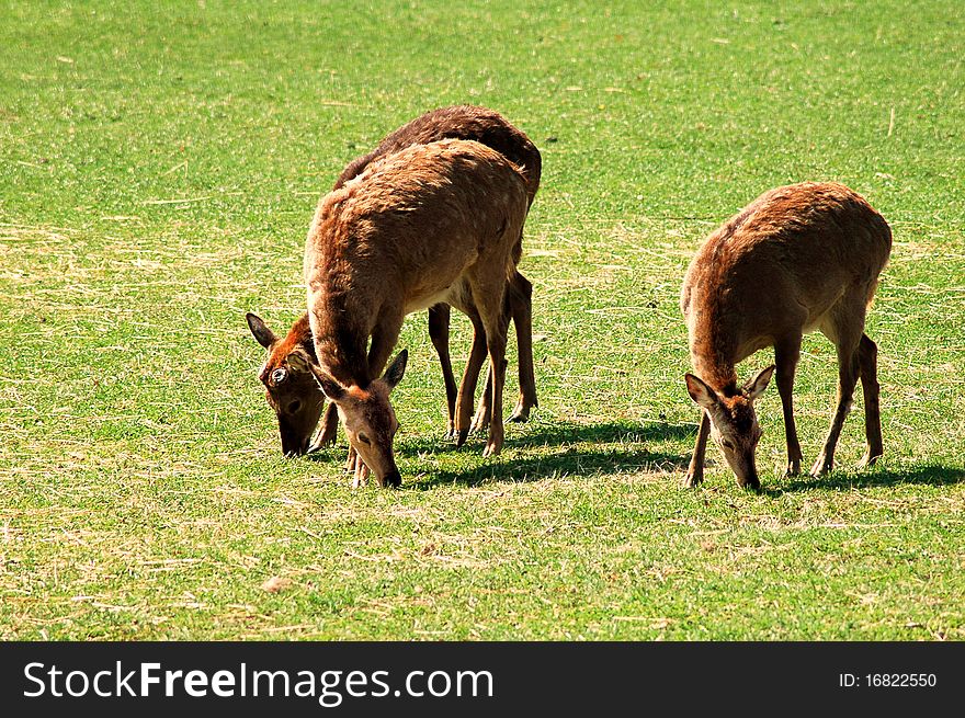 Grazing Sika deers on grass