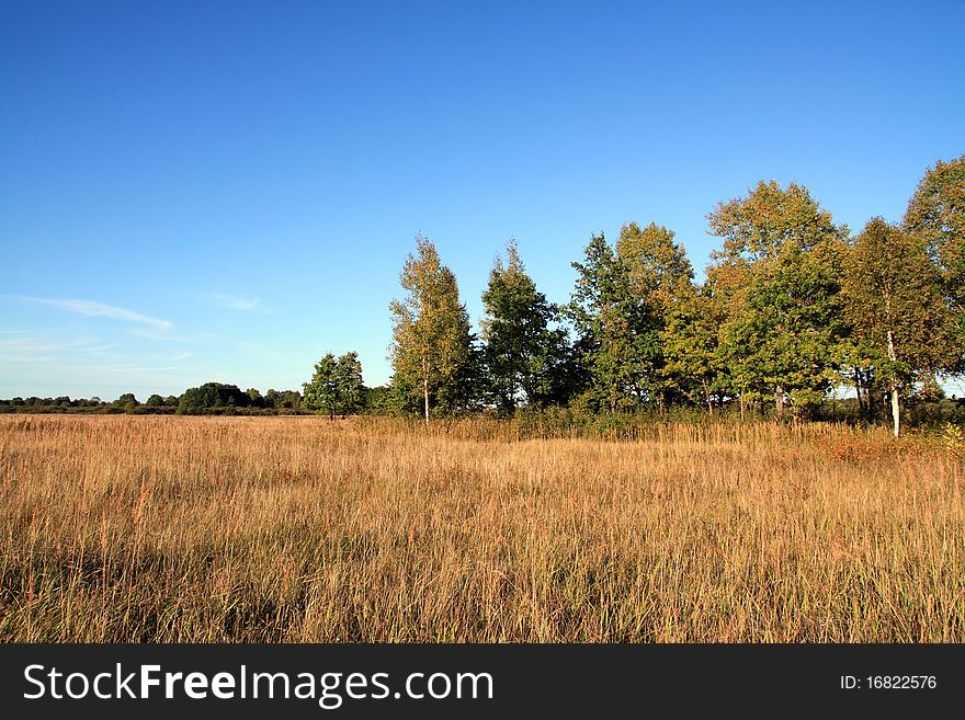 Oak copse on autumn field