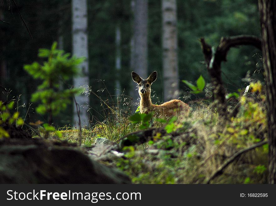 The female of roe deer. The female of roe deer