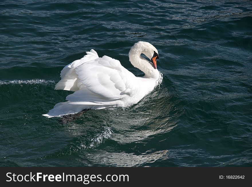 Swan floats on a smooth surface of lake of Geneva