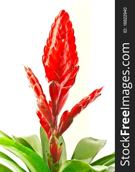 Aechmea red flower on a white background