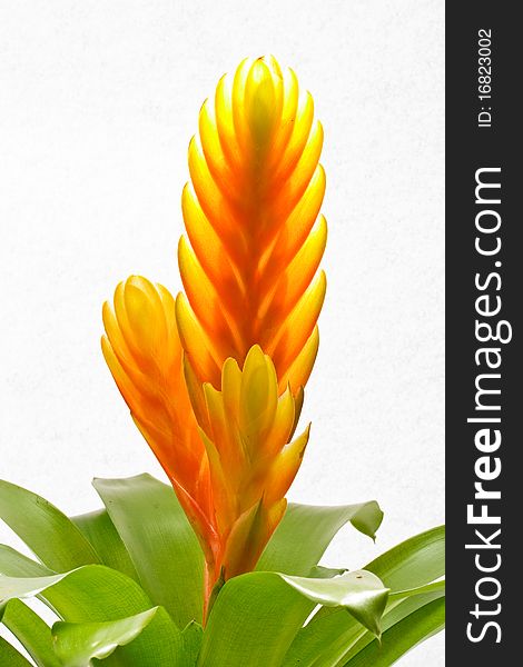 Aechmea yellow flower on a white background