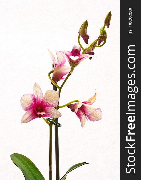 Branch of orchids on a white background. Branch of orchids on a white background