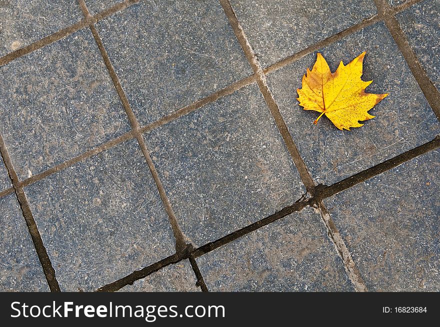 Dry leaf on cement tiles