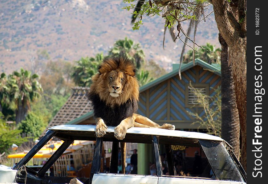 Lion sitting on a car. Lion sitting on a car