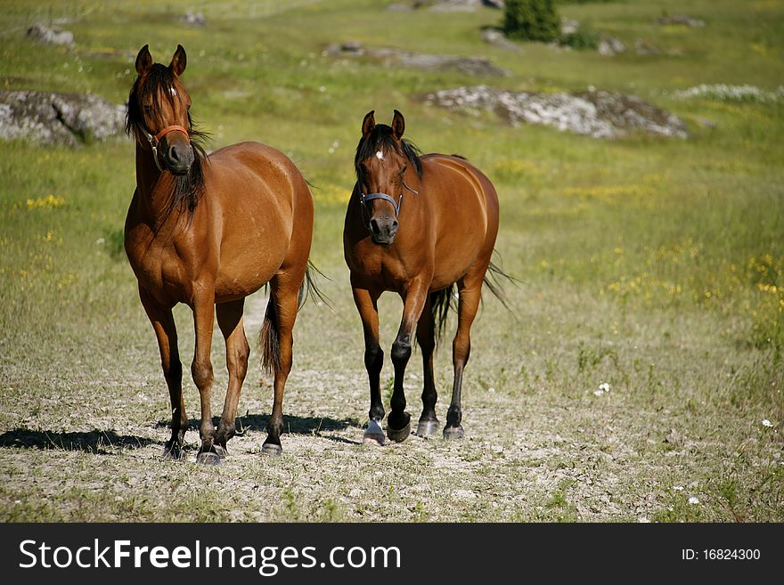 Swedish horses standing in the meadow