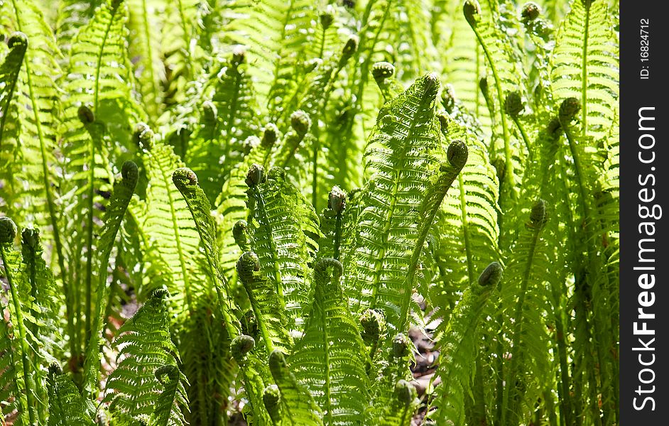 Green leaves of wild young fern in spring for background. Green leaves of wild young fern in spring for background