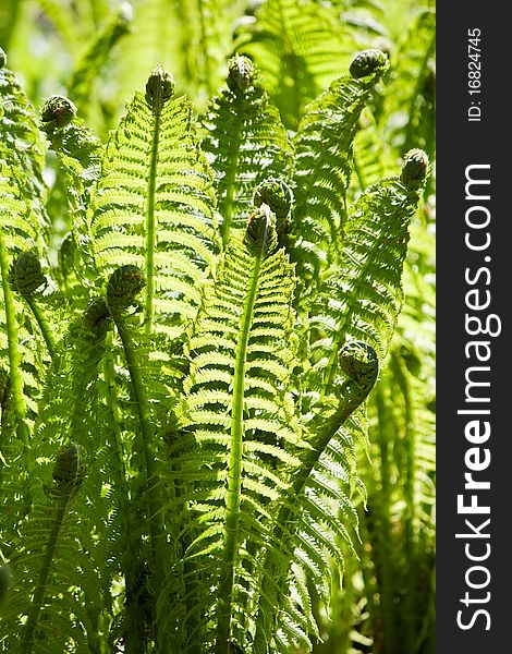 Green leaves of wild young fern in spring for background. Green leaves of wild young fern in spring for background