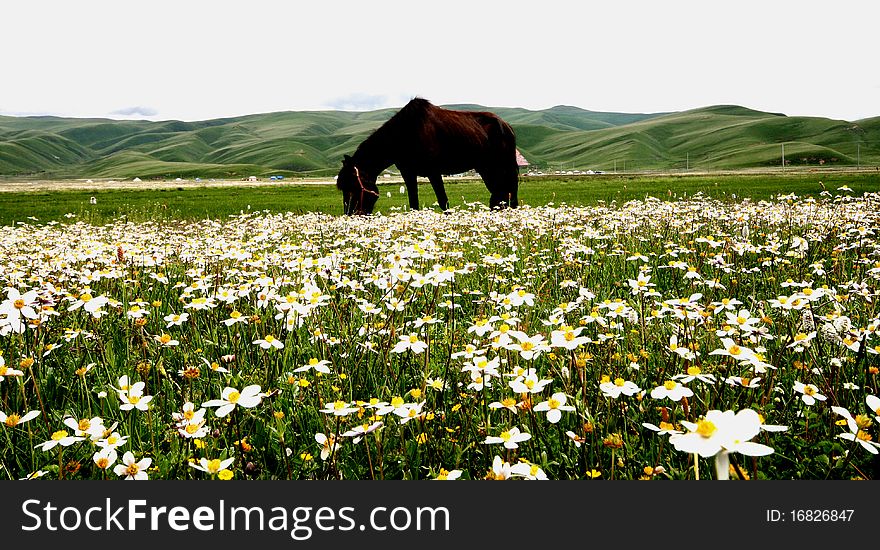 The this picture photography in the Chinese Sichuan Ganzizhou Luhuo county ancestor tower prairie, this prairie scenery is beautiful, from the spring to the autumn, seven kind of main flowered seven transformation prairie's color, thus is called â€œthe ancestor tower seven colors of the spectrum prairieâ€ successively. We go time happen to was on the prairie opens has filled the innumerable white fragrant clean flower, chaste incomparable. Under the sunlight the white flower under green leaf's complementing, has formed a tall and pleasing to the eye rug, has extended from the under foot the horizon. The this picture photography in the Chinese Sichuan Ganzizhou Luhuo county ancestor tower prairie, this prairie scenery is beautiful, from the spring to the autumn, seven kind of main flowered seven transformation prairie's color, thus is called â€œthe ancestor tower seven colors of the spectrum prairieâ€ successively. We go time happen to was on the prairie opens has filled the innumerable white fragrant clean flower, chaste incomparable. Under the sunlight the white flower under green leaf's complementing, has formed a tall and pleasing to the eye rug, has extended from the under foot the horizon.