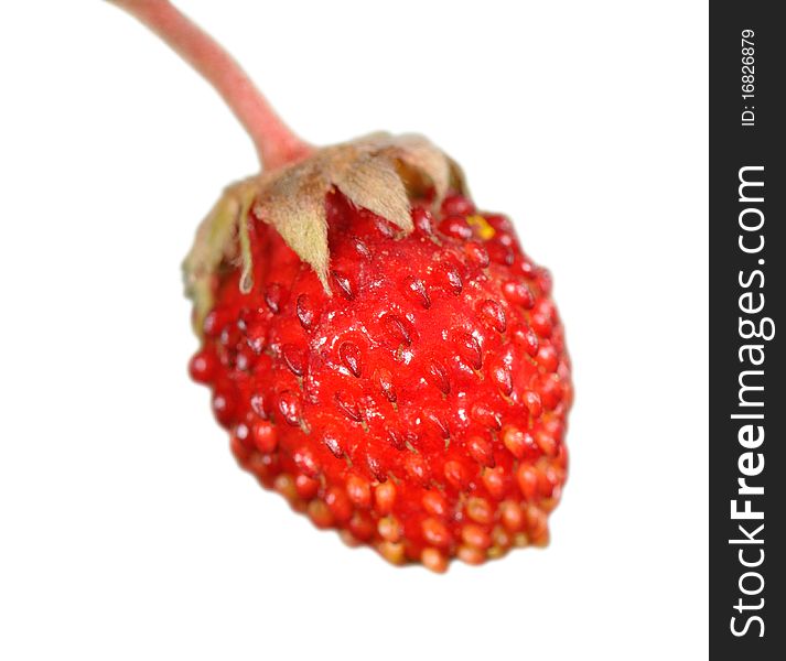 A closeup and isolated picture of garden strawberry.