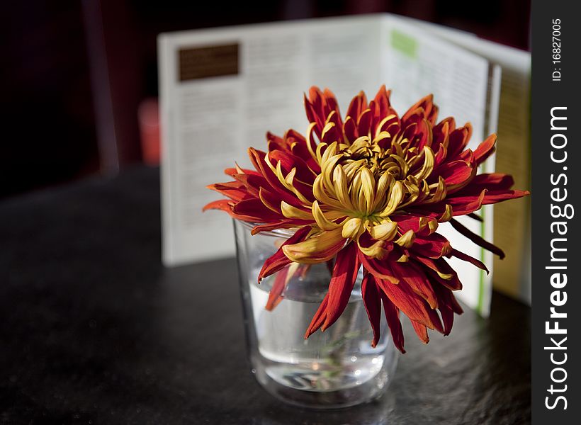 Red And Yellow Flower Chrysanthemum In Glass Of Water on Black Table. Red And Yellow Flower Chrysanthemum In Glass Of Water on Black Table