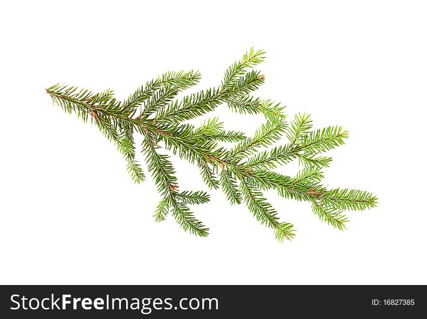 Green fir branch isolated on white