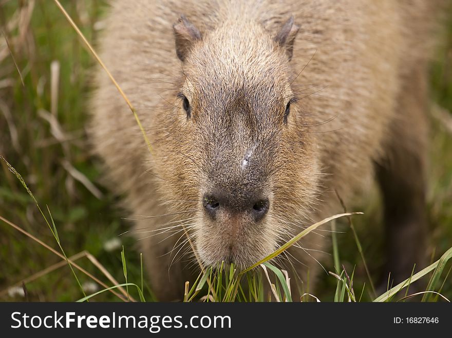 Capybara Snout