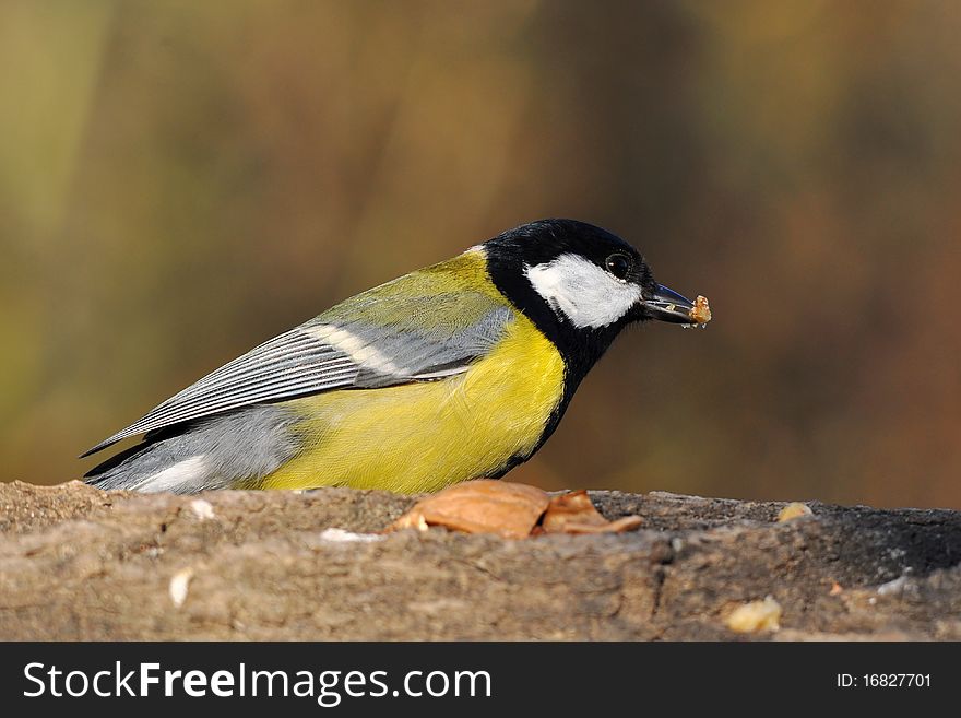 The Great Tit is a distinctive bird, with a black head and neck, prominent white cheeks,