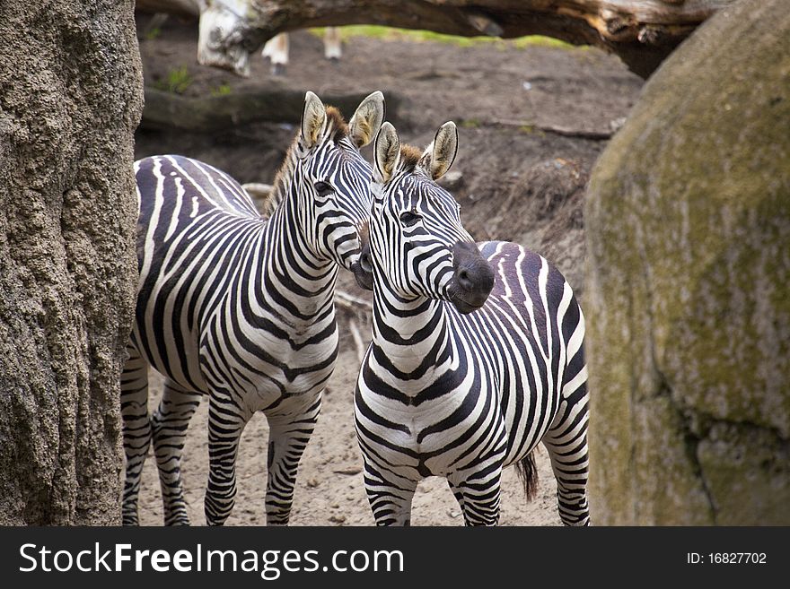 Zebra Look