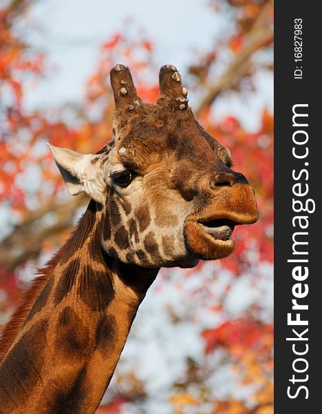 Giraffe head with autumn colors in the background