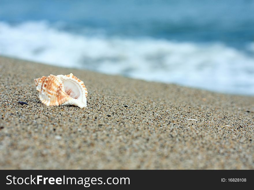 Conch at a beach