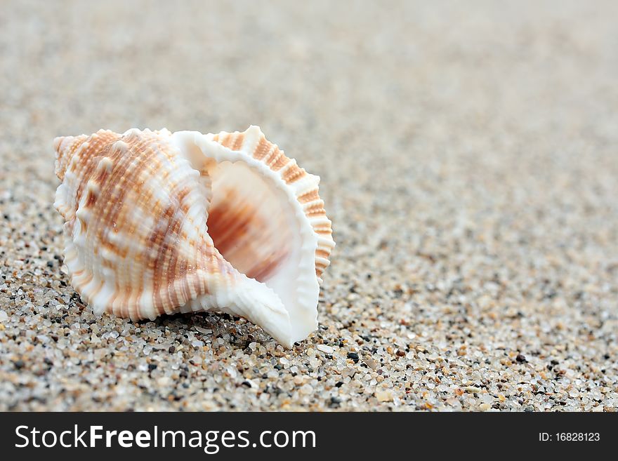 Conch Shell over sand, sea coast