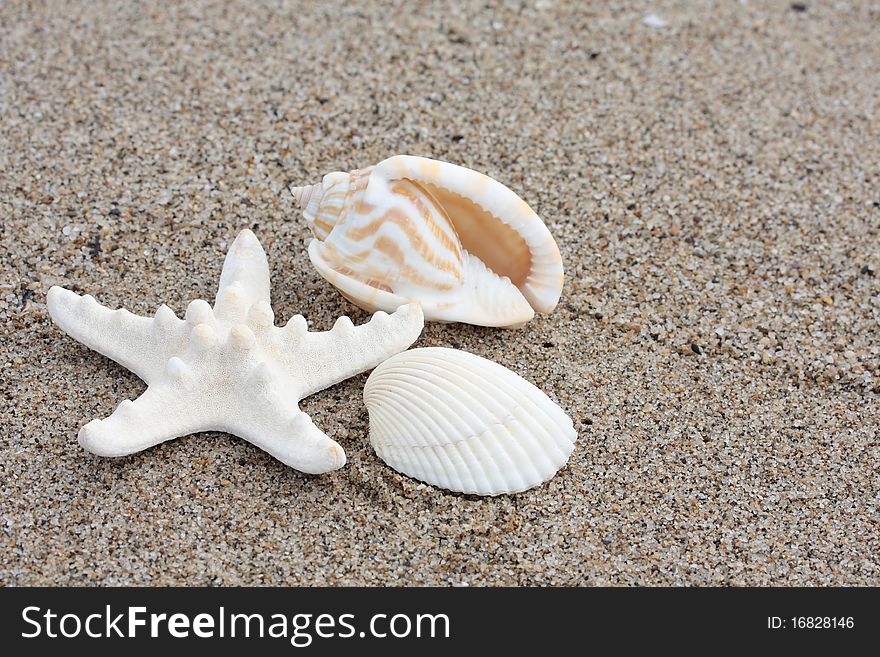 Starfish, conch and scallop over sand. Starfish, conch and scallop over sand