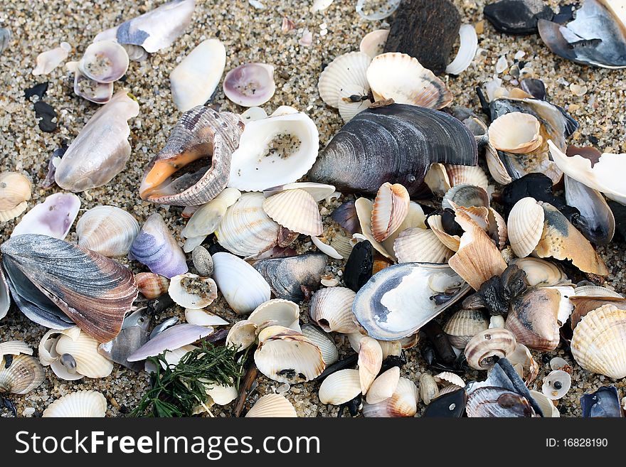 Sea creatures remains on sea-shore