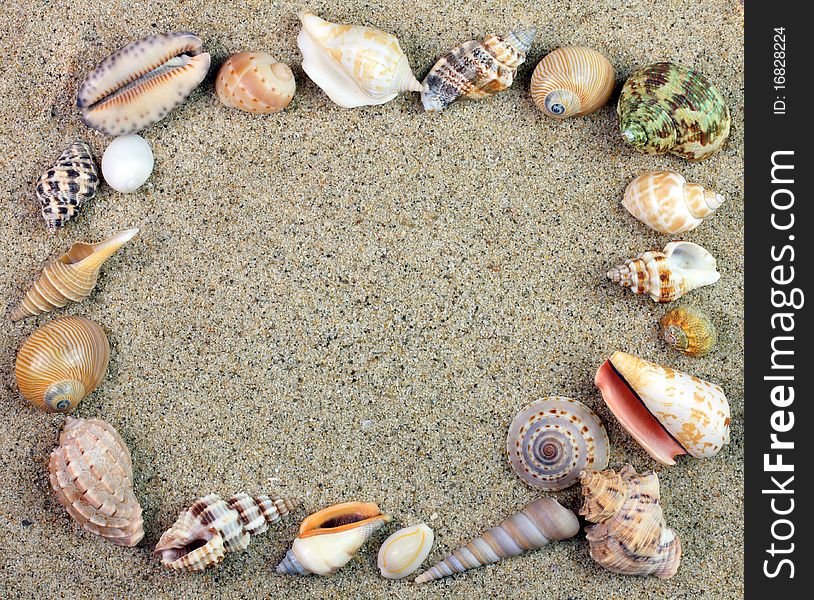Conch shells frame