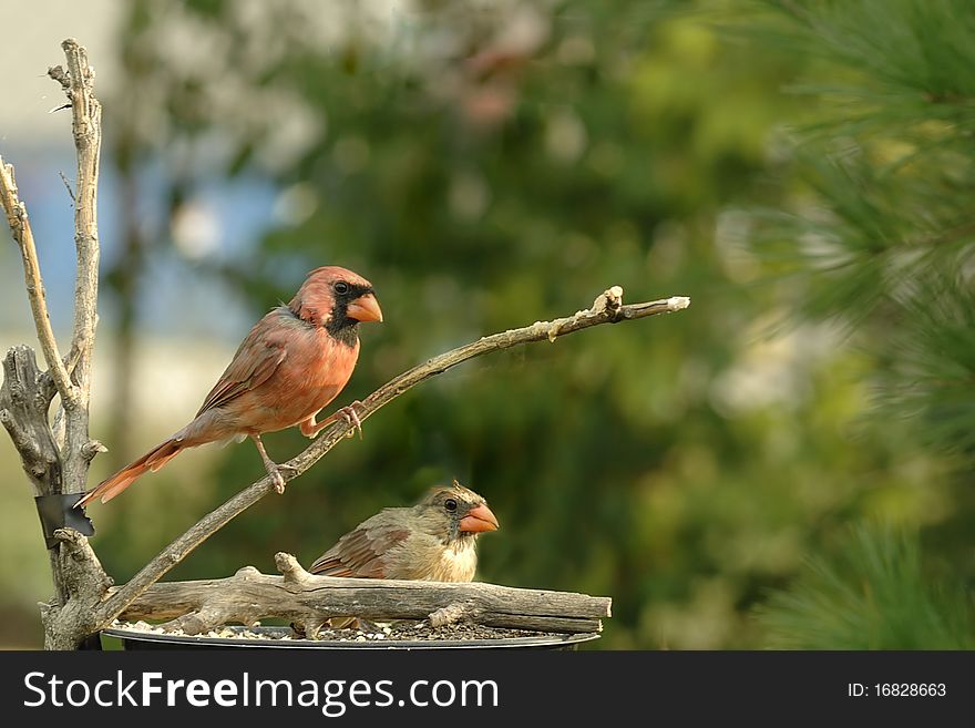 A male and female cardinal together at a feeder. A male and female cardinal together at a feeder.