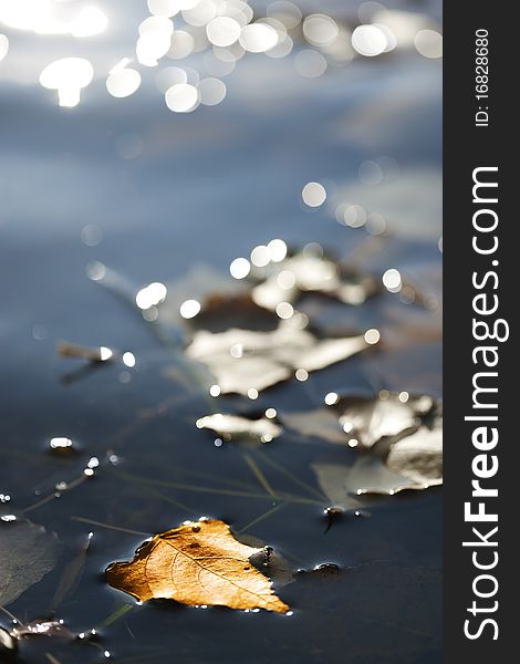 Yellow autumn leaf on water