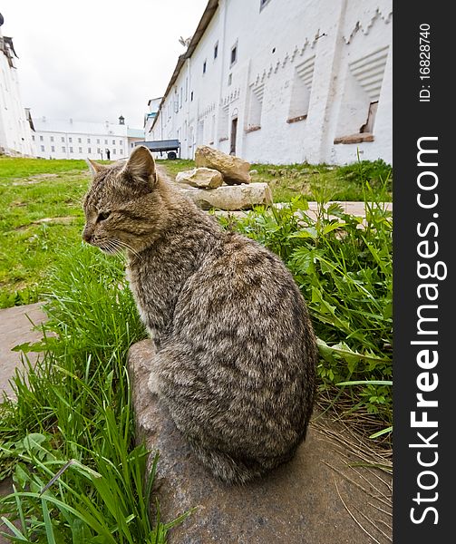 Cat in Solovetsky monastery, Solovki island, White Sea, Northern Russia.