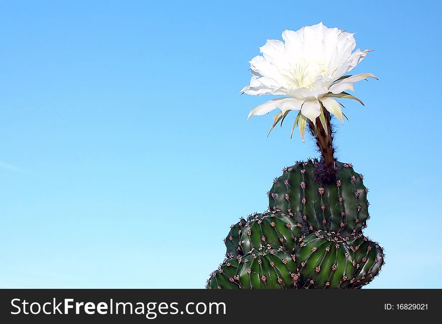 Blossoming cactus on clear blue sky