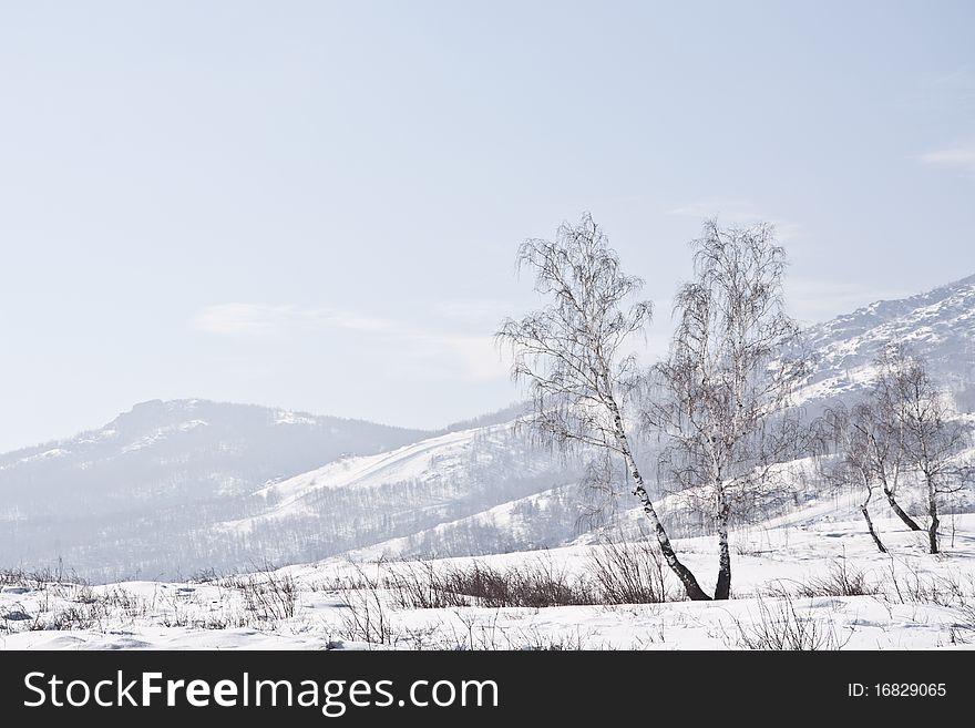 Snow mountains and birches in a morning fog