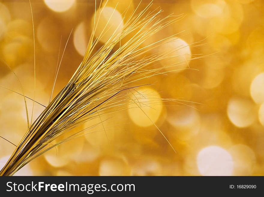 Background of gold faded lights and long field grass. Background of gold faded lights and long field grass
