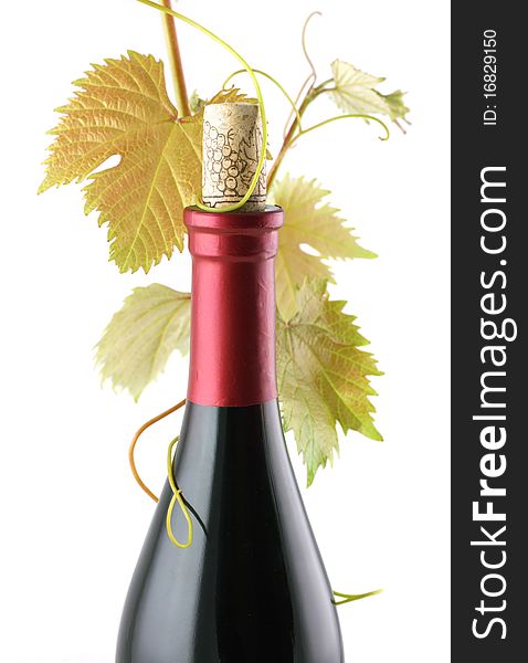 Red wine bottle with vine sprout isolated on white