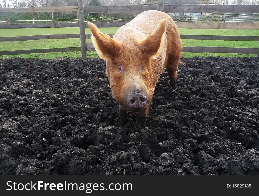 A big brown pig in a muddy field. A big brown pig in a muddy field.