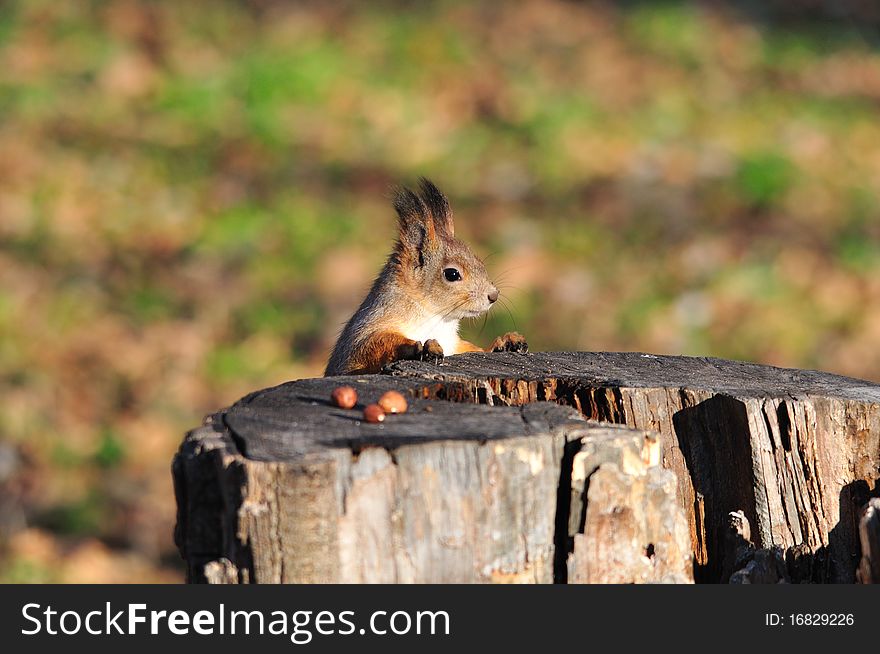 Red squirrel looks at nuts. Red squirrel looks at nuts.