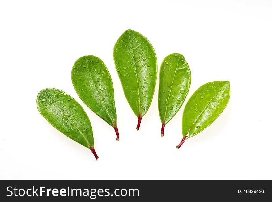 Green leaves with red stems - isolated on white. Green leaves with red stems - isolated on white