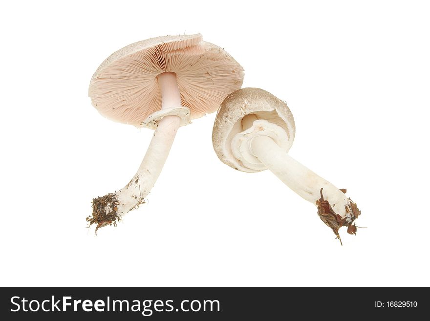 Two freshly picked wild mushrooms isolated on white