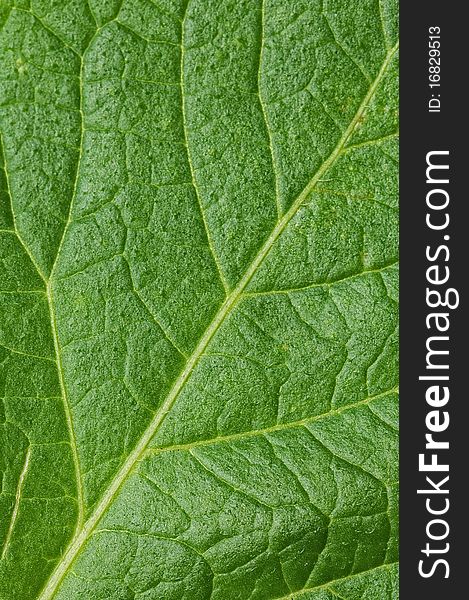 Green leaf close-up background, showing vein structure. Green leaf close-up background, showing vein structure