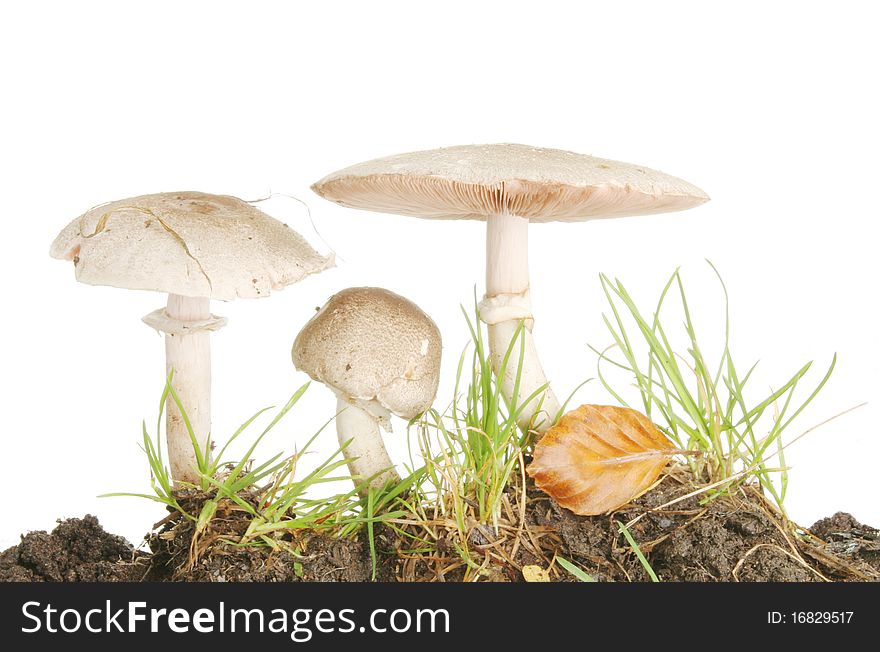 Three wild mushrooms growing in grass