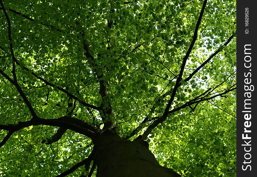 Beech Reaching For Light