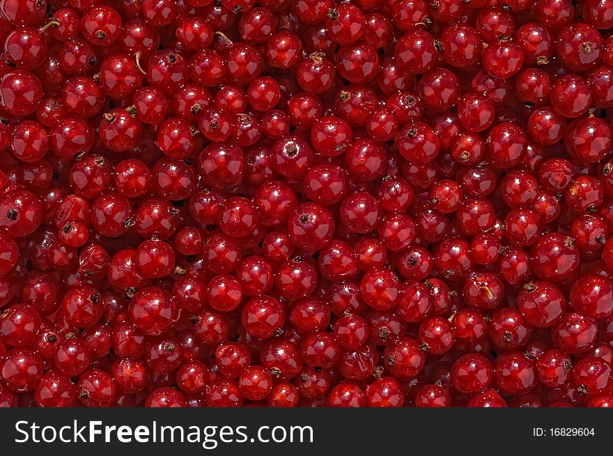 Red Currants laid out to form background