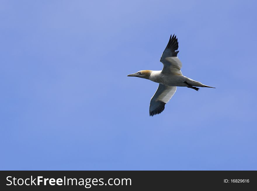 Gannet in flight, wings spread againct blue sky. Gannet in flight, wings spread againct blue sky