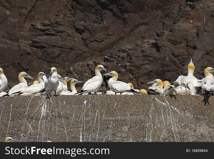 Gannets making use of man made ledge on Bass Rock, Firth of Forth, Scotland, UK. Gannets making use of man made ledge on Bass Rock, Firth of Forth, Scotland, UK