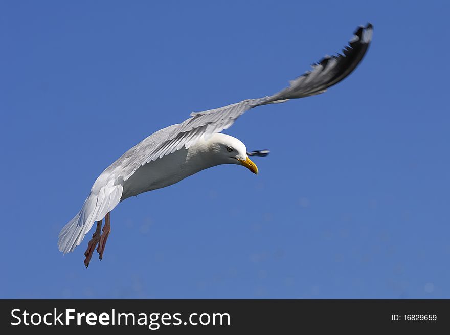 Herring Gull in flight against blue sky