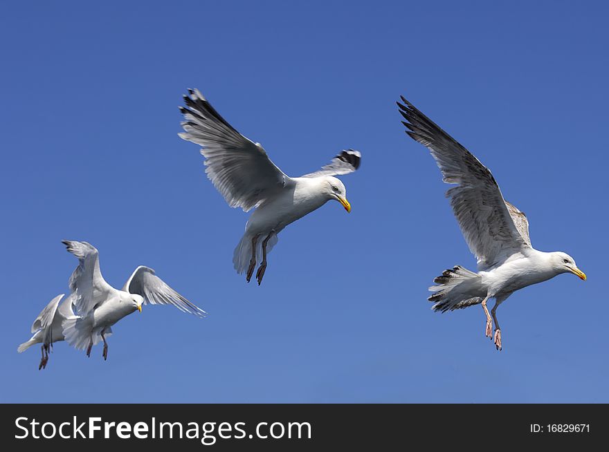 Herring Gulls in flight in blue sky, preparing to land on sea. Herring Gulls in flight in blue sky, preparing to land on sea